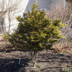 Chamaecyparis thyoides 